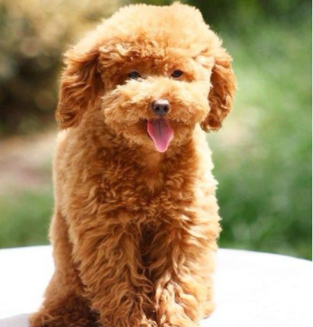 那么多犬種，哪些犬種更適合城市家庭養？想養狗的不要錯過該文哦