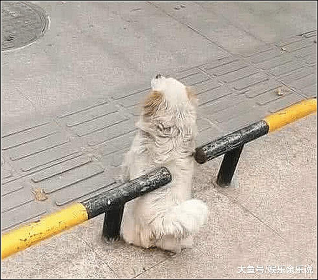 流浪狗被围栏卡住，路人跑上前救助，仔细一看差点没被气哭