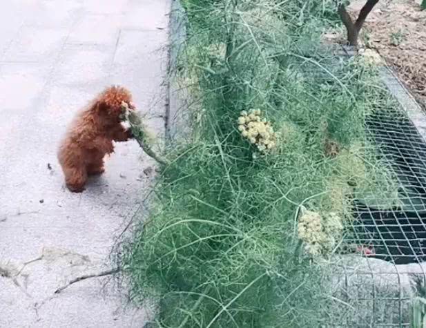 泰迪回乡下，搂着茴香啃，狗：以前怎么没吃过，可惜了可惜了……