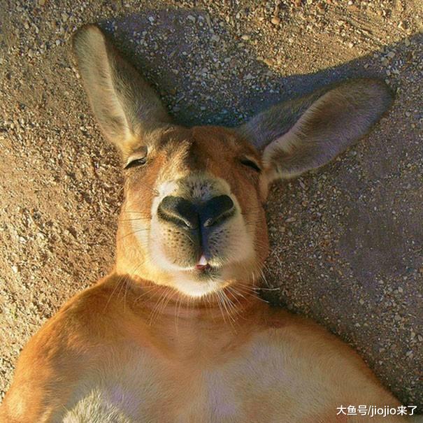 慎点！让人毛骨悚然的澳大利亚，这里可不止有袋鼠噢……