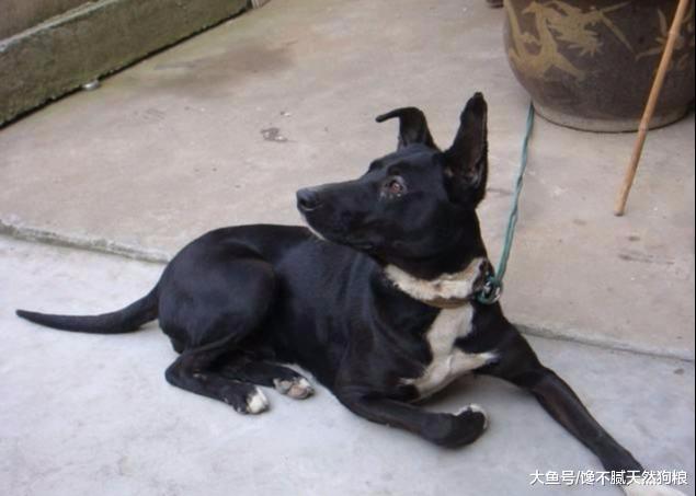 如果狗狗有这4个特征，那么恭喜你，它很旺你