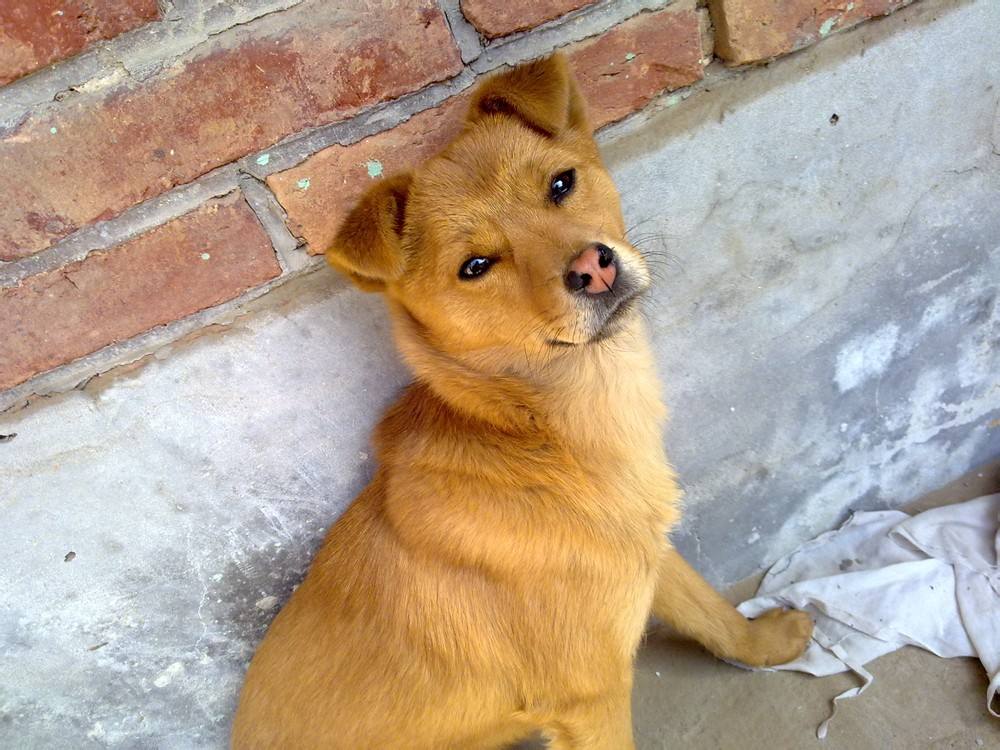 外国宠物狗横行，中华田园犬会消失吗？