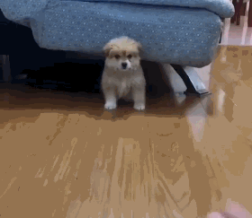 流浪狗看到宠物狗在和主人快乐的玩耍，它的反应让人心疼...