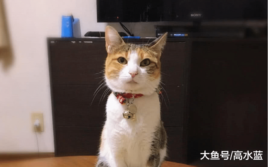 自从被猫咪抓伤后，小男孩每次“吸猫”就这样做，不容易啊