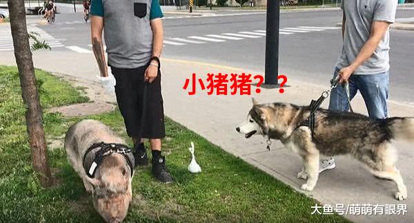 二哈遛弯偶遇一头猪，俩货相遇态度反差巨大，二哈最后的选择让人笑哭