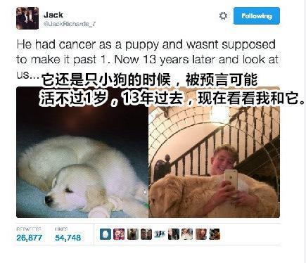 如果一条狗狗身患癌症，你还会养它吗？