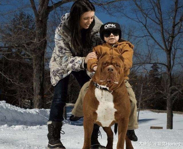 圍觀一下國外的“網紅狗”，這放在國內可能很多人都養不起？