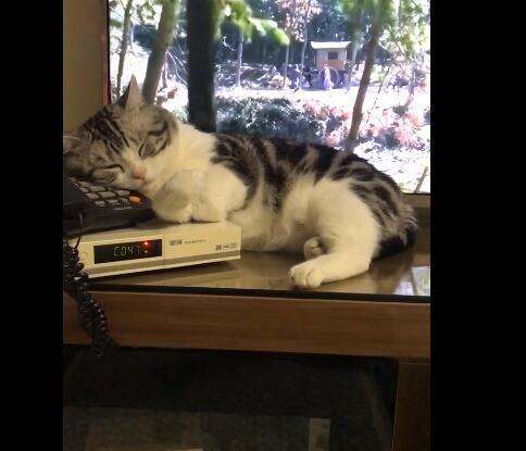 喵星人爱上边听电视边睡觉之后, 一旁的电话机就成了猫咪的枕头!