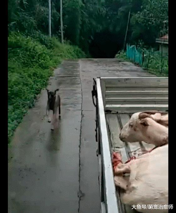 网友要把羊卖了，狗狗在车后面不停的跟着跑，是对羊的不舍吗？
