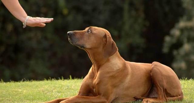 狗在你身边睡是因为喜欢你? 很多人理解错了, 其中隐含这5个意思