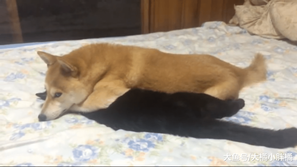 柴犬不把猫咪当回事儿，每天变着花样捉弄猫咪，猫：谁来救救朕？