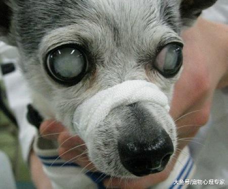 辟謠！狗狗眼睛變藍是白內障嗎？可能和肝炎有關