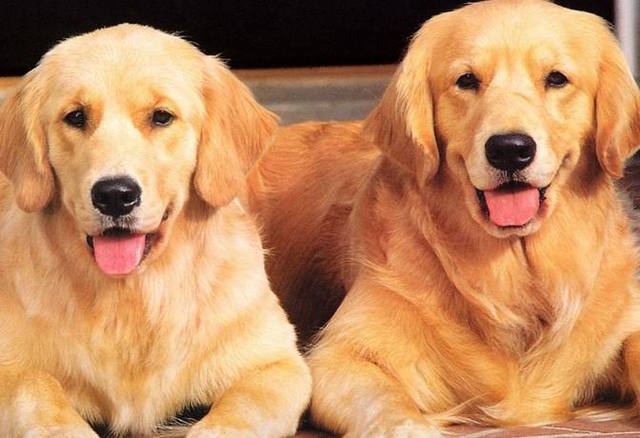 网友迎接小金毛，结果生出一堆小煤球！金毛：主人，接受现实吧！