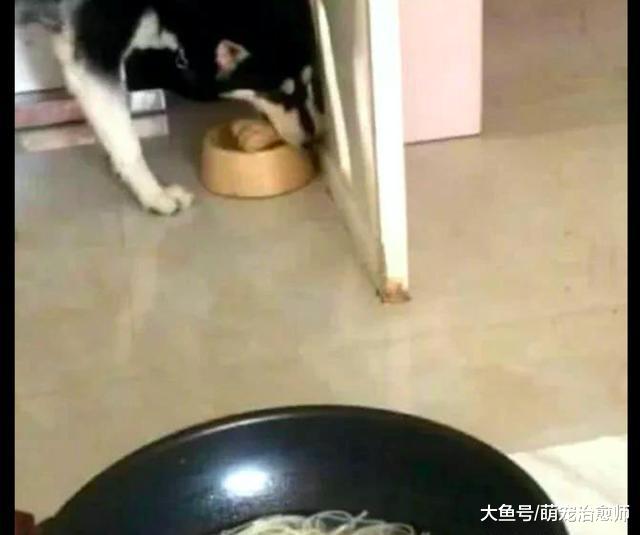 過年網友還下面條吃，哈士奇都看不下去了，叼來大骨頭送給主人！