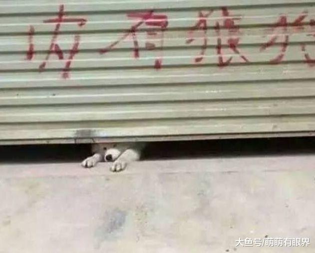 门上写着“内有狼狗”，定睛一看，出来个什么玩意儿！你们忍住别笑！