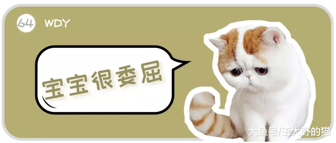 可爱又通人性的“明星加菲猫”，为什么很多人想养却又不敢养？