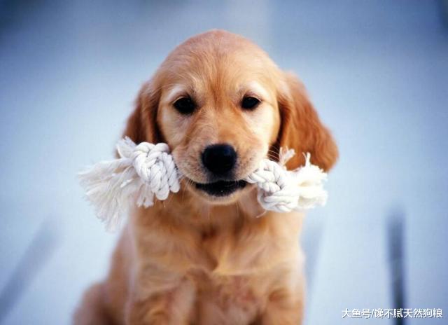 狗狗喜欢“啃咬”主人小手手的秘密，爱你就咬咬你