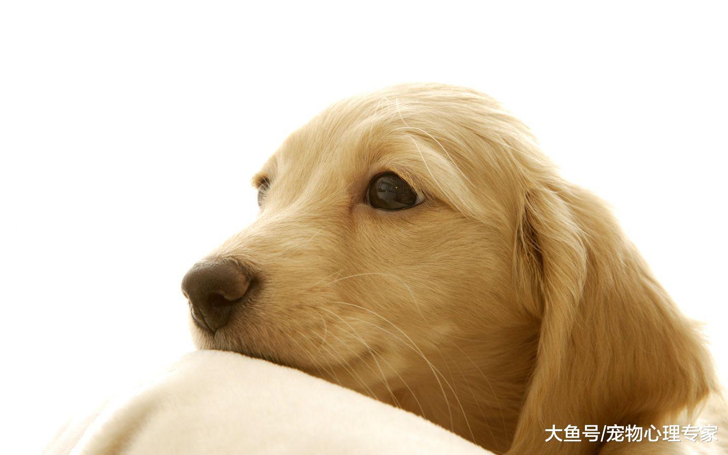 为什么狗狗一天要舔10个小时的爪子? 可能是疾病找上身