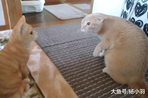 主人把一个猫咪雕塑推到橘猫面前, 结果橘猫吓得“哮喘病”发作
