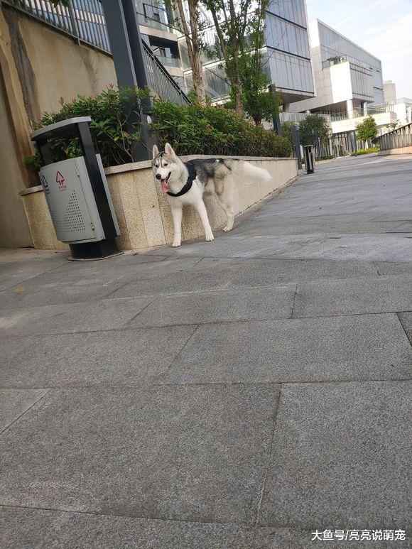 二哈出去玩了一趟，回来多了个“小弟”，要有个“哥哥”样