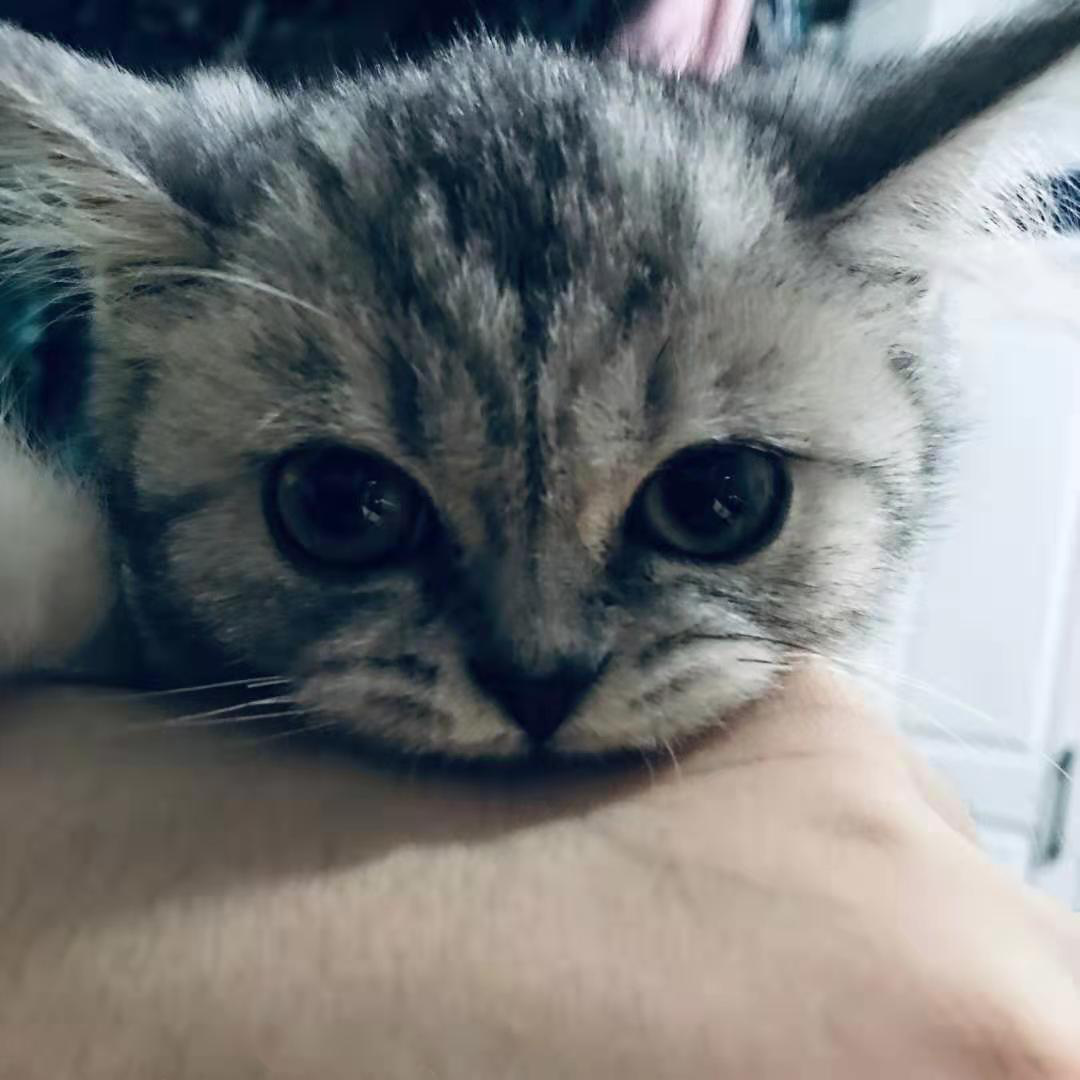 傲娇猫咪找存在感，方法特殊，主人都被吓到了