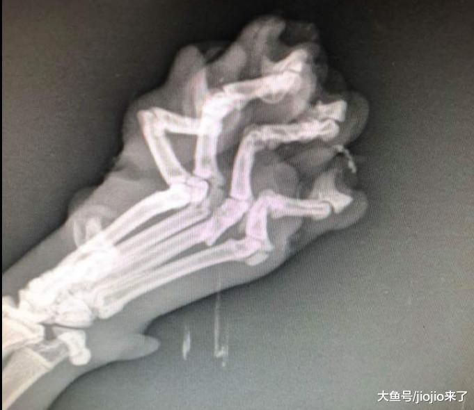 21岁男子两度虐待女友猫咪，甚至将猫从7楼扔下，理由匪夷所思