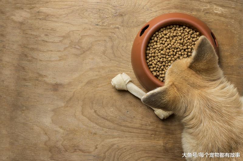 这些养狗知识，往往是暗藏的雷区，大家千万要当心