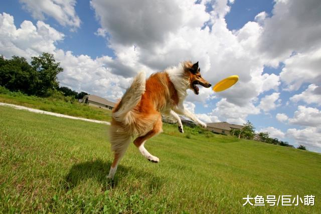 别再做这五件事，不然狗狗会觉得很委屈，以为你有别的狗不爱它了