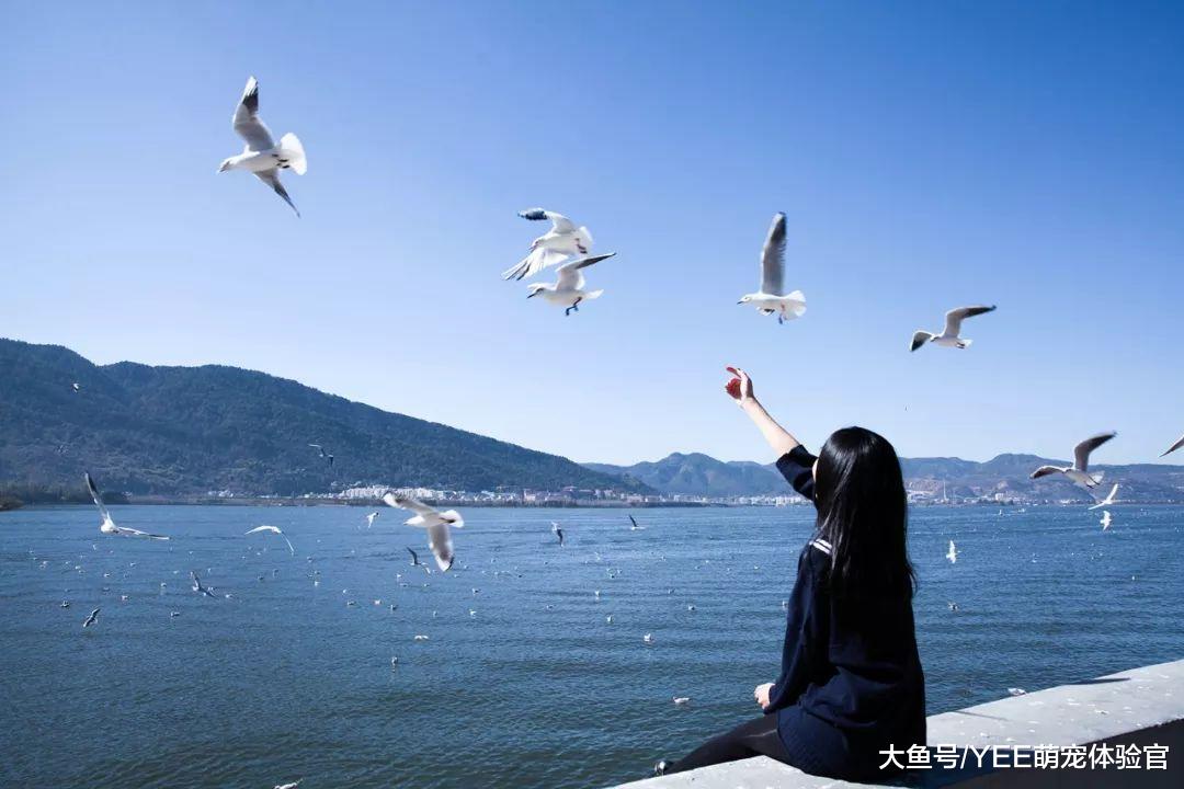 闯入大量麦穗鱼的云南滇池，还谈什么生态平衡