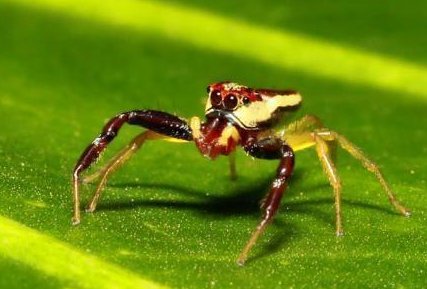 ##世界上含“金”量丰富的生物，拥有一条，或许能实现暴富美梦