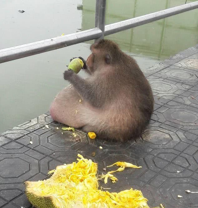 泰国网红猴子肚子大过菠萝蜜，从“减肥夏令营”逃跑后疑似死亡