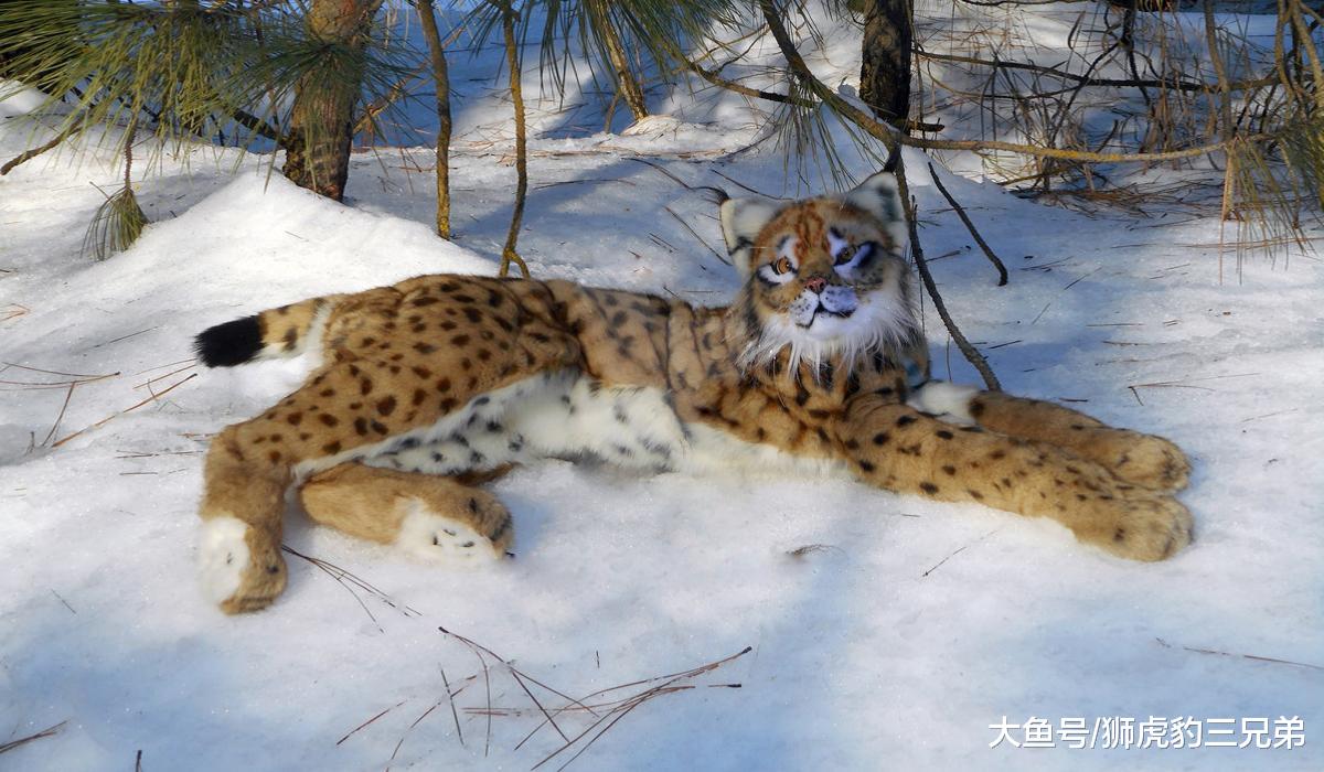 這種貓科動物被稱為“小老虎”，農村亦稱野貍子，體型小卻很兇悍