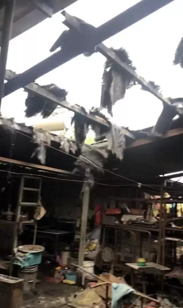 流浪狗基地被人故意纵火，她却义无反顾冲进大火中……