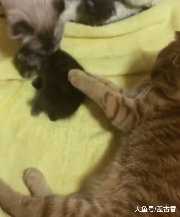 猫咪喜当爹，对小奶猫爱不忍释，猫妈：滚开，毛都快让你舔掉没了