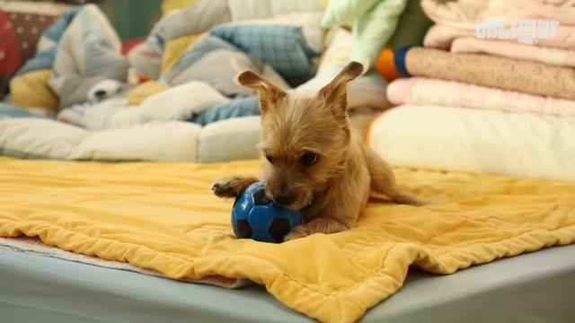 狗狗被领养后却被带回暂养人家中, 只因不舍得暂养的家人