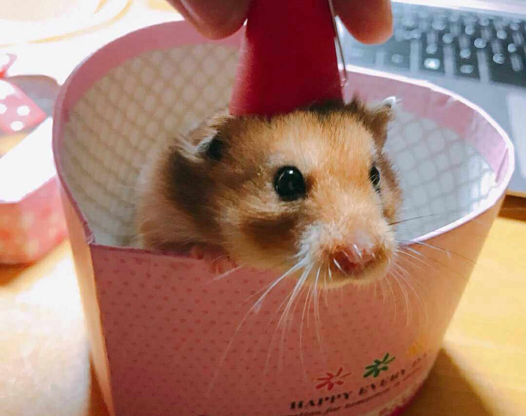 米熊总想着出来外面玩，被我吓了吓以后，它就变得委屈巴巴了