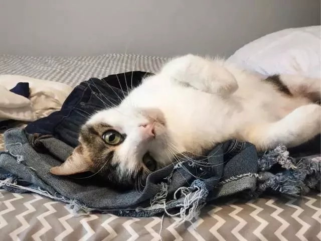 自己养的猫随便摸？不，撸猫也要讲究方法，不然就是在消耗信任度