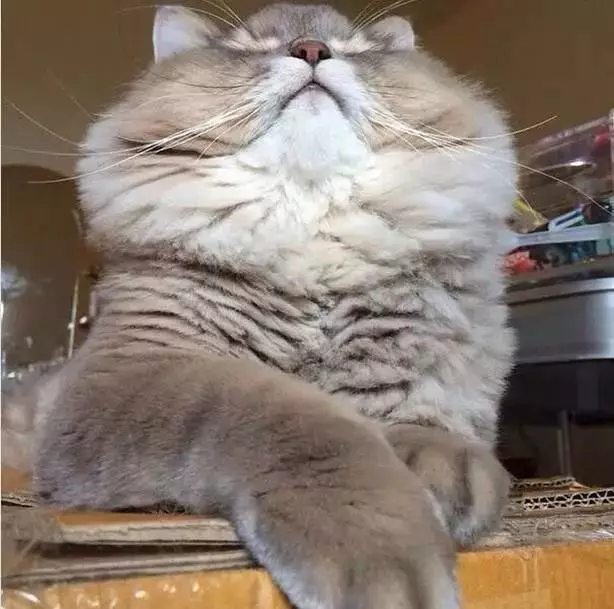 奶奶手酸到医院检查，医生问是否干了重活。奶奶：家里有一只胖猫