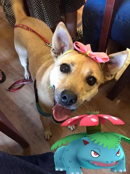 他退伍后, 还打包了一条狗...