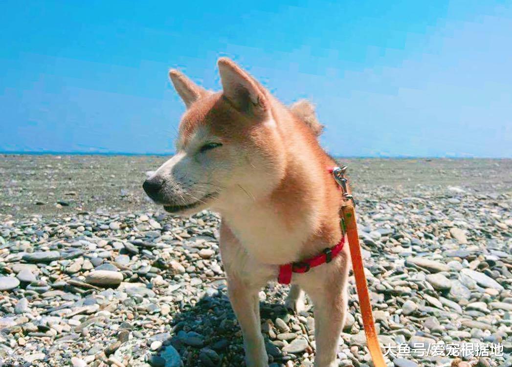 从繁殖场死里逃生的柴犬，患上老年痴呆，主人不离不弃陪伴左右