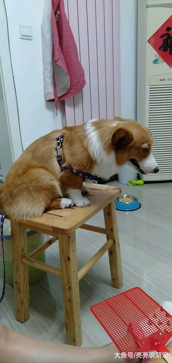 柯基胆子小？它自己在家很轻松，主人在家时的状态就不一样