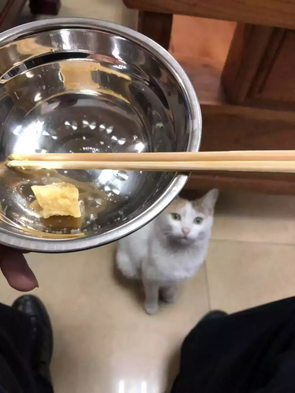 交配季節后，三花貓大鬧警局引得無數公貓爭風吃醋