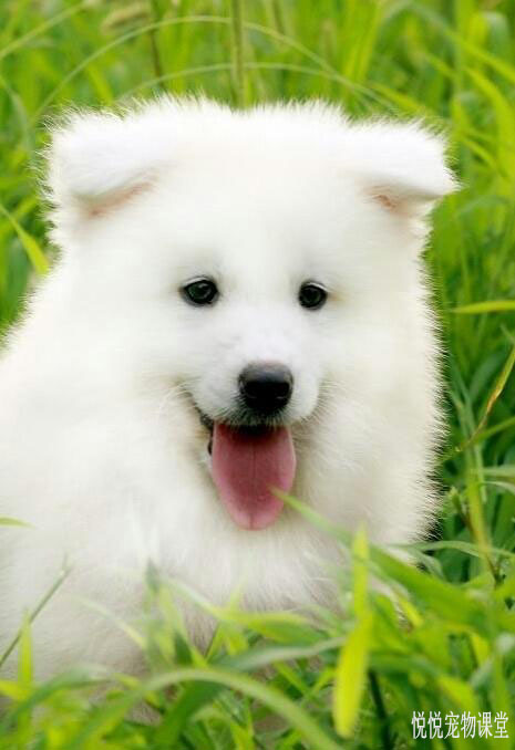 狗狗身上脏臭，这3种情况又不能水洗怎么办？可以这么做