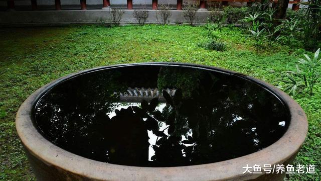 对于普通鱼友来说, 观赏鱼缸的水质到底应该如何去调理?