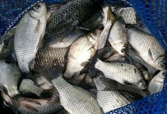 忘带“鱼饵”怎么办？其实“泡沫”也能用，效果很不错！