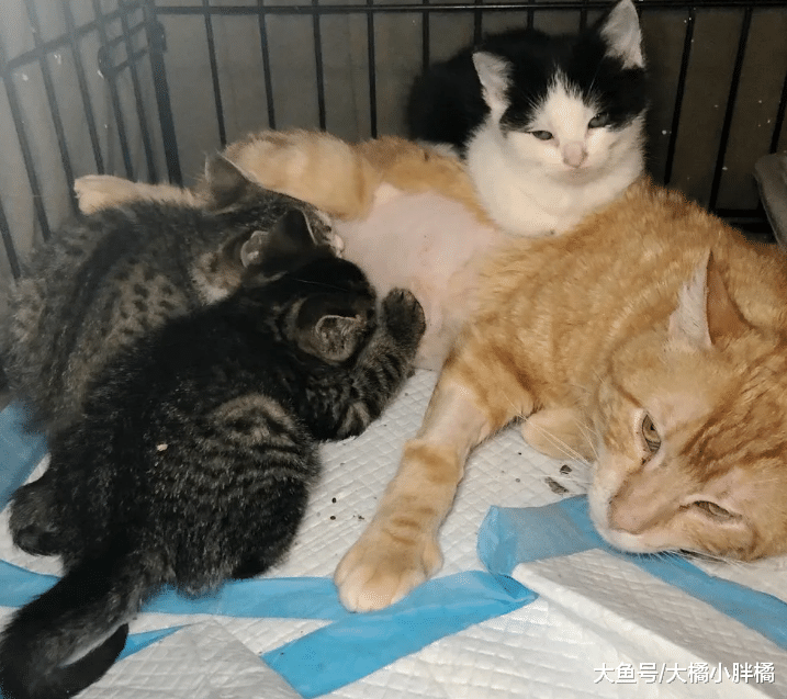 流浪猫收养了3只小猫，被救后一直对人冷漠，小猫帮它打开心结