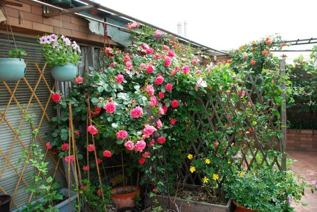 藤本月季有“脾气”，顺着它，才能开花多，开花翻倍！