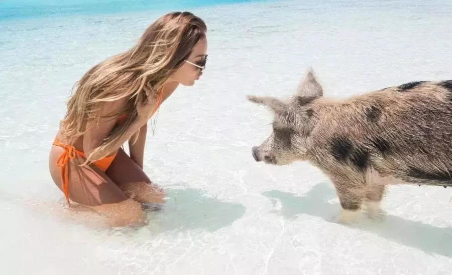 美女大学生体验“与猪游泳”，被3只鲨鱼围猎死无全尸