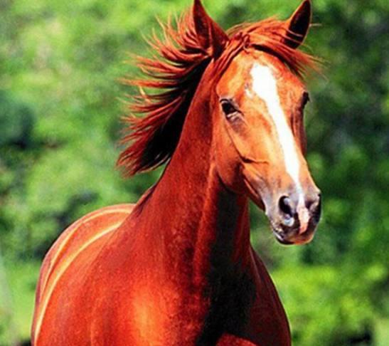 三国中的汗血宝马，你都知道有哪些