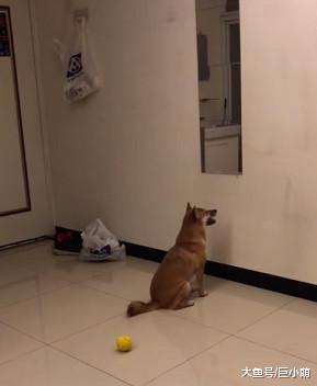 单身柴犬的悲凉日常，满脸笑容地跟自己打招呼，看着就让主人心疼